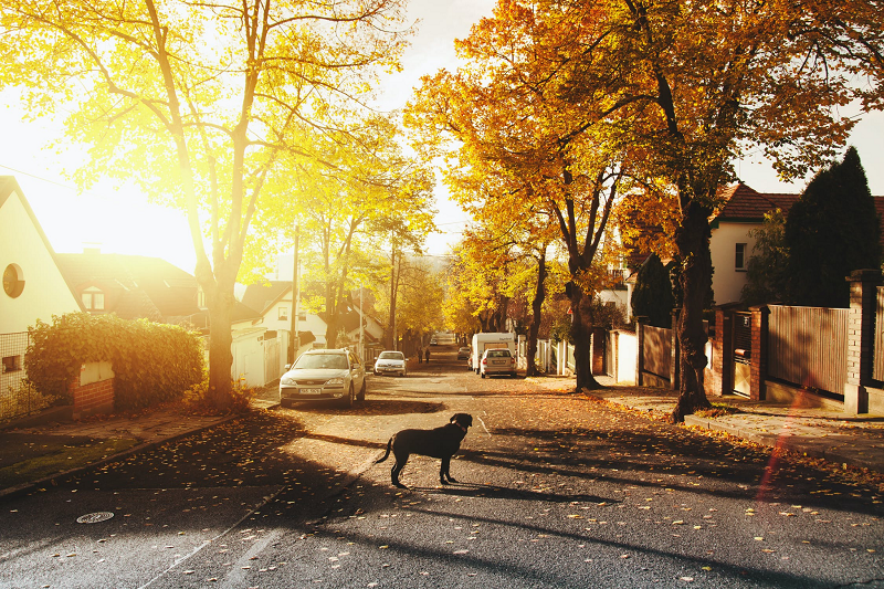 dog on concrete road in a suburban neighborhood