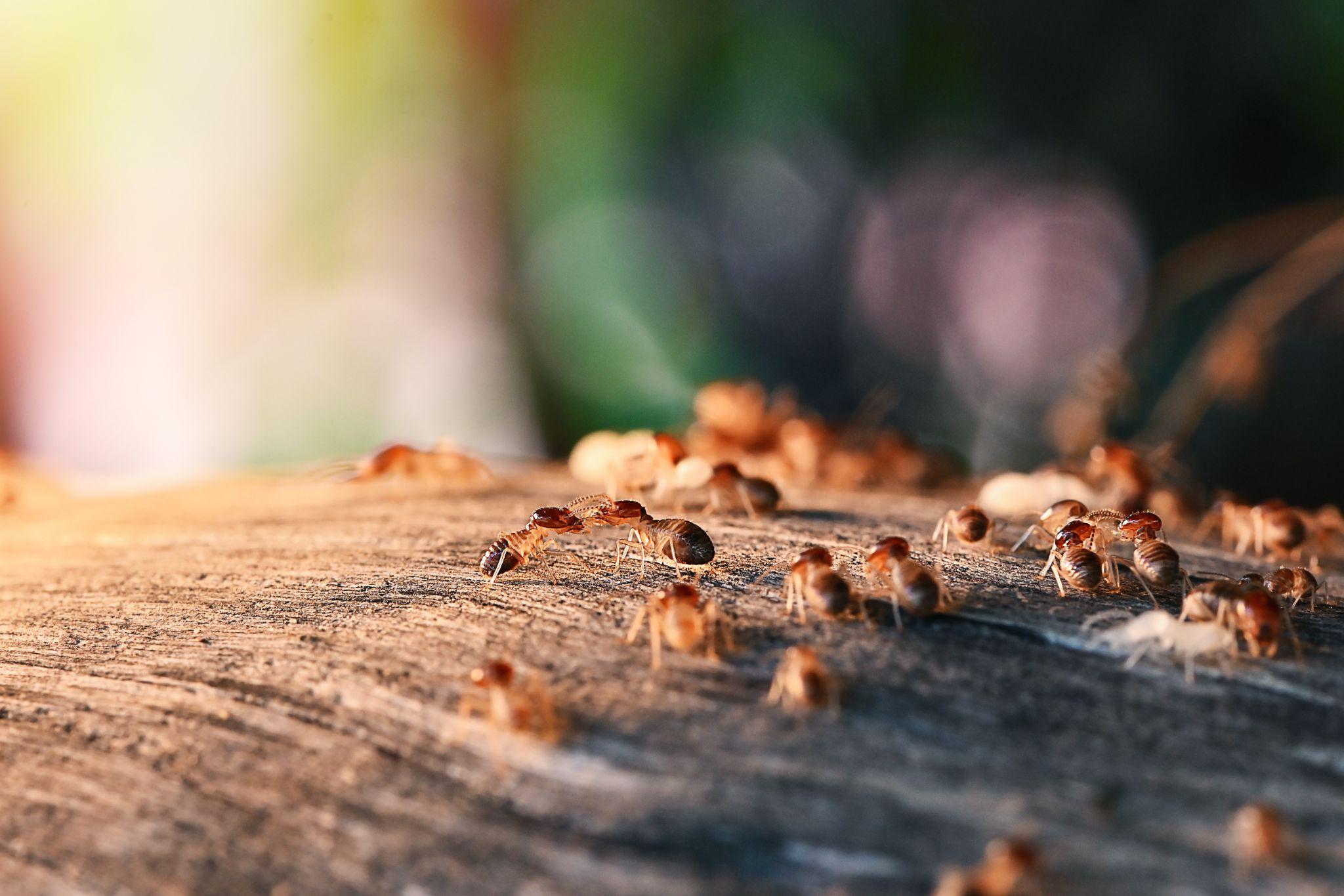 Termites eating a house