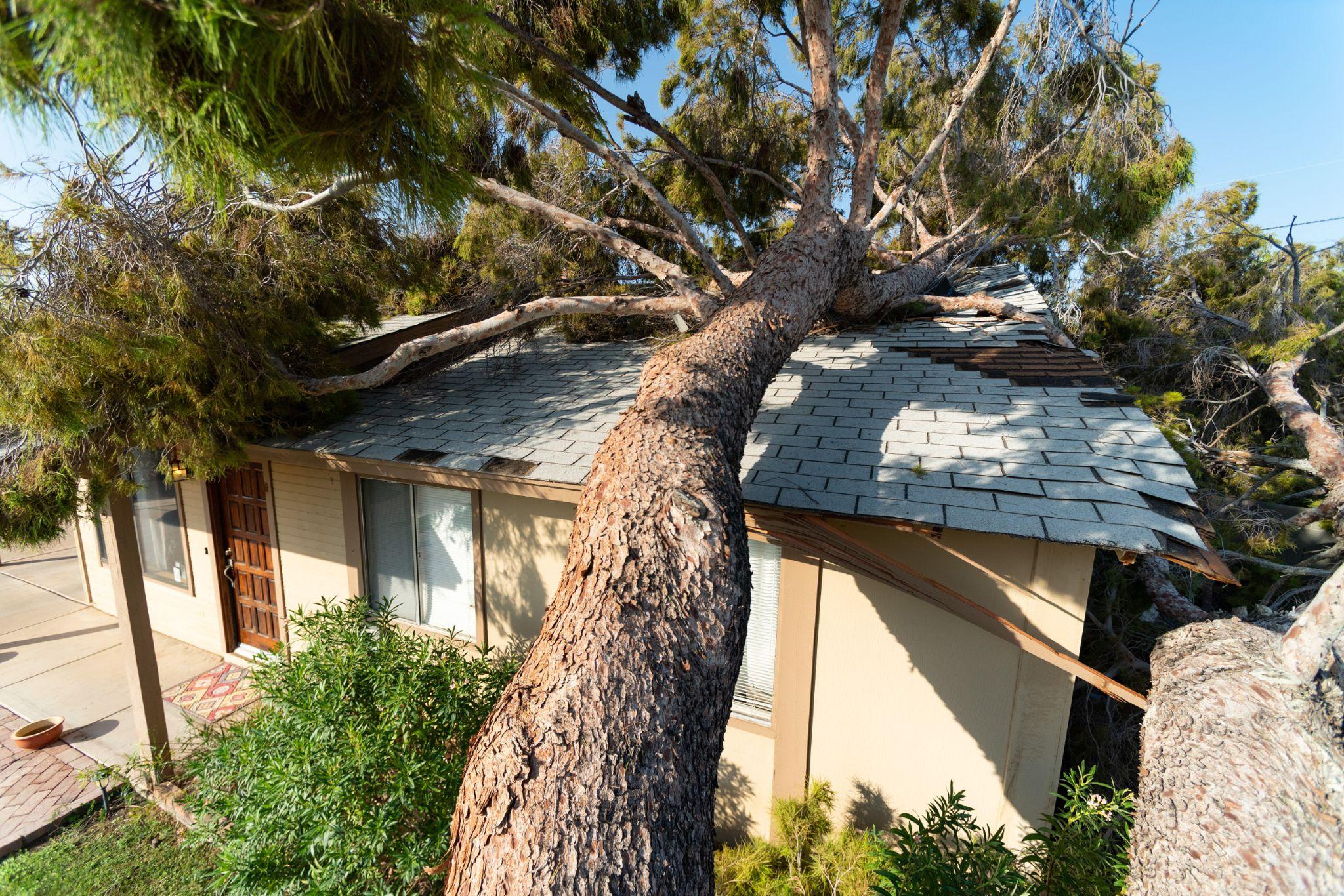 Storm damaged house with a tree in the roof