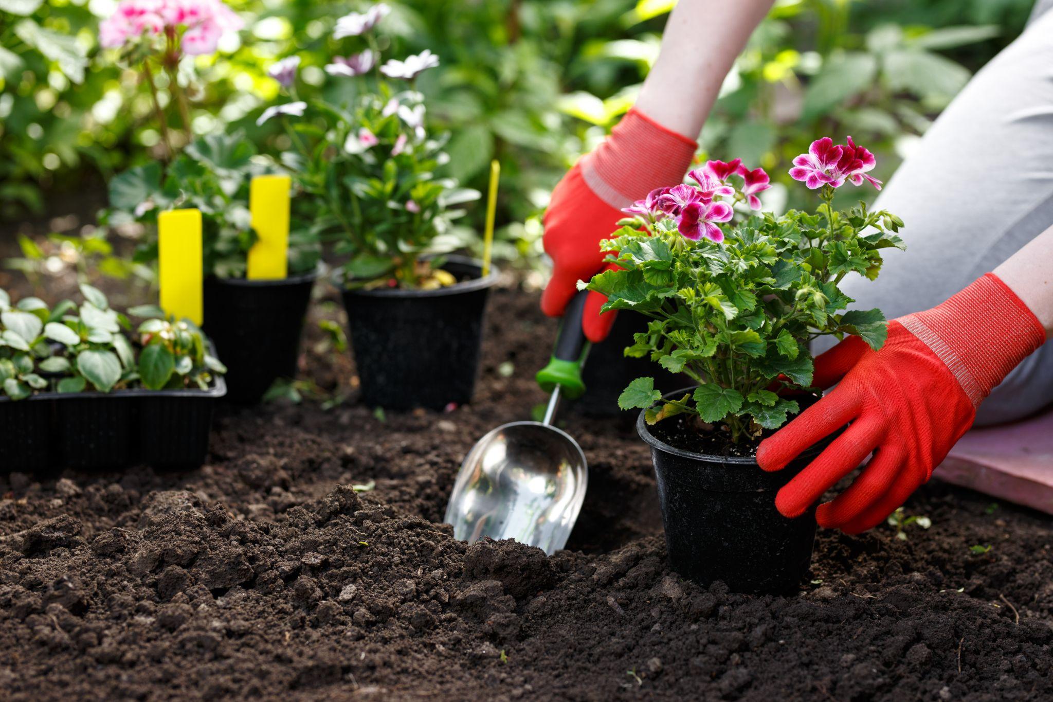 Gardener planting flowers in her garden, garden maintenance and hobby concept