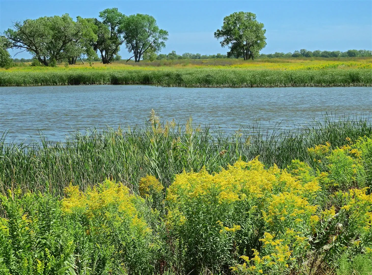 Calm scenic view of a lake surrounded by lush greenery and vibrant yellow wildflowers. Distant trees and a blue sky create a peaceful atmosphere.