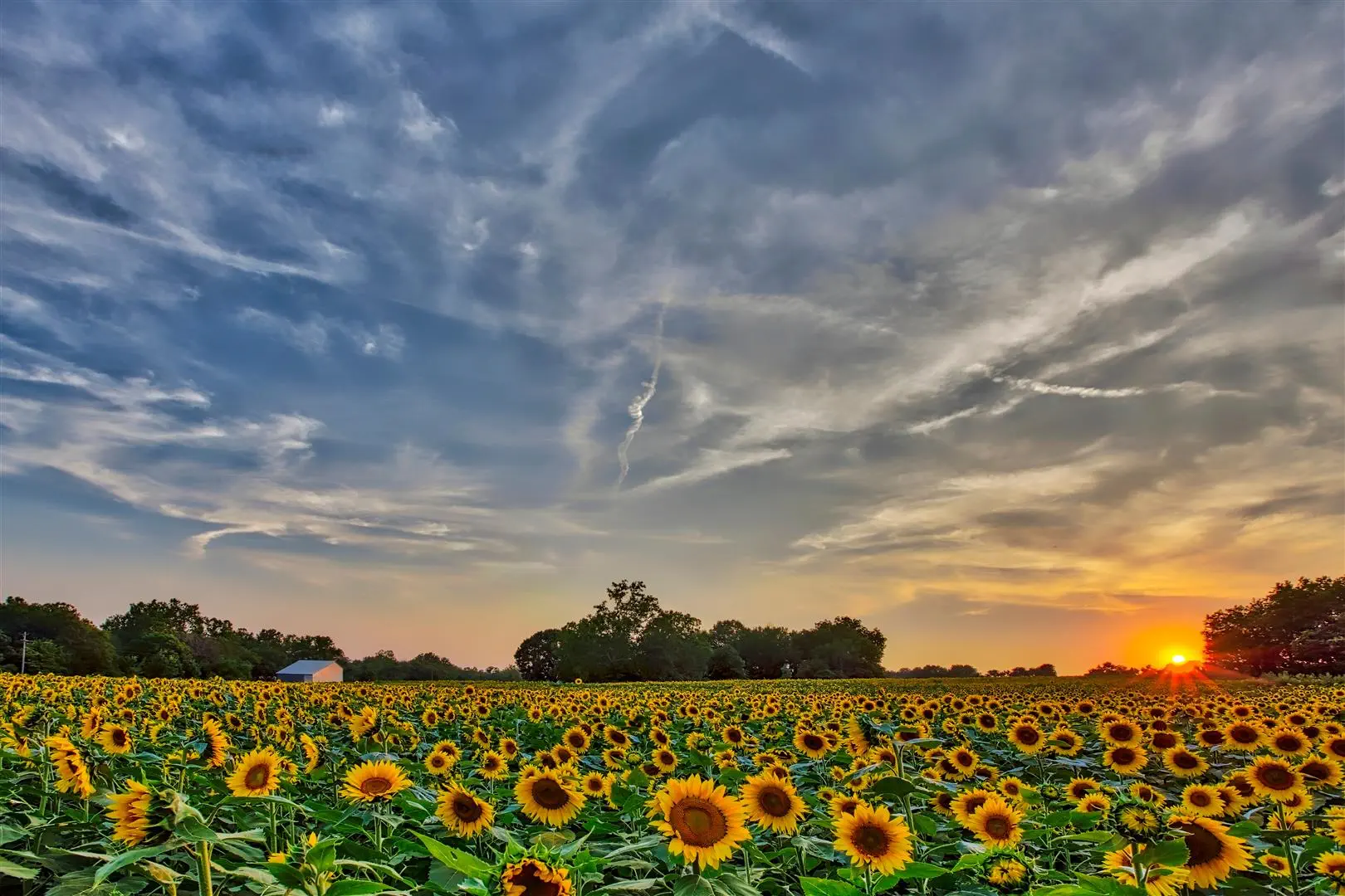 Sunflower field under a vibrant sunset sky, with clouds streaked across the horizon. The scene conveys a serene and warm atmosphere.