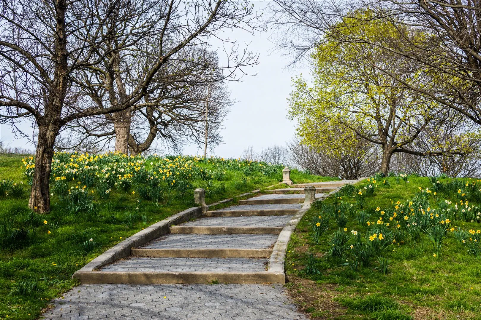 A stone path leads up through a lush green park filled with blooming daffodils and leafing trees, evoking a serene and inviting spring atmosphere.