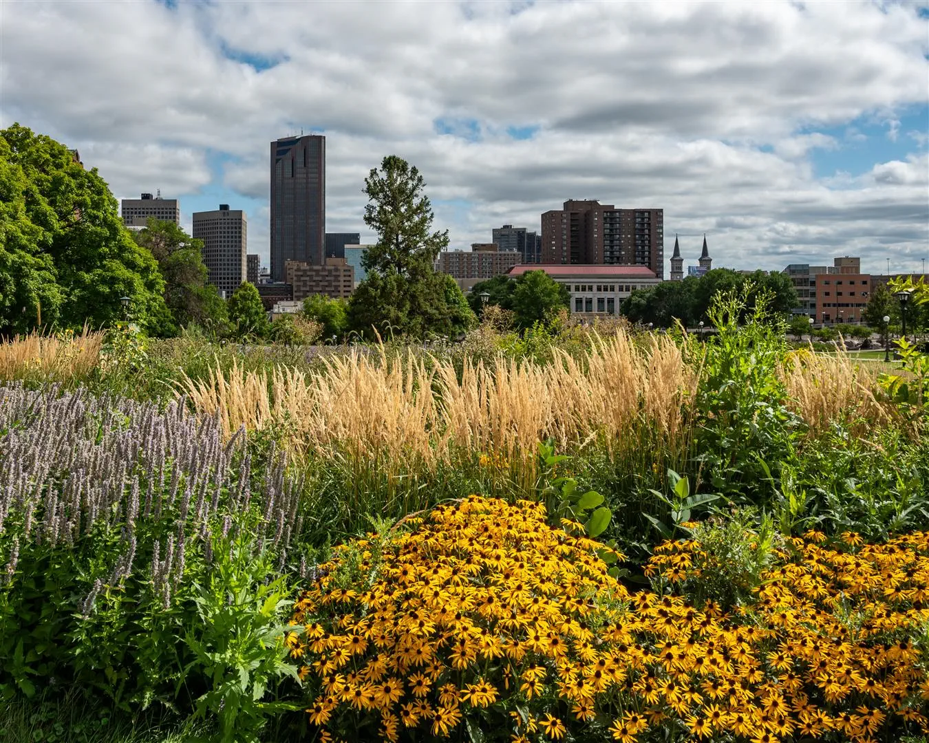 Cityscape with vibrant yellow flowers and tall grasses in foreground, skyscrapers and trees in background, under a partly cloudy sky. Tranquil and urban.